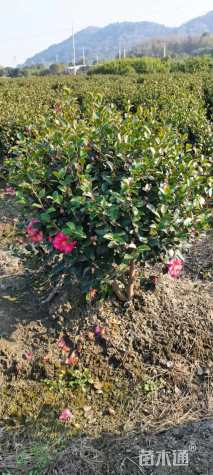 冠幅100厘米茶梅球