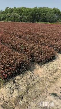 高度50厘米红叶石楠小苗