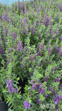 高度35厘米香彩雀