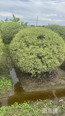 高度150厘米水腊球