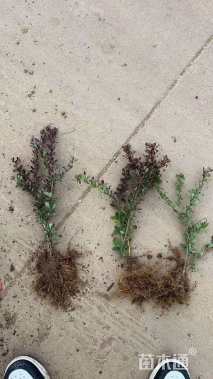 高度60厘米紫叶小檗