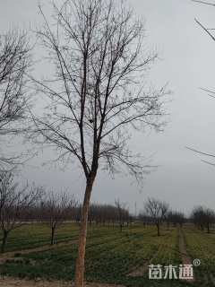 17.18公分三角枫