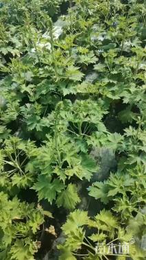 高度60厘米飞燕草