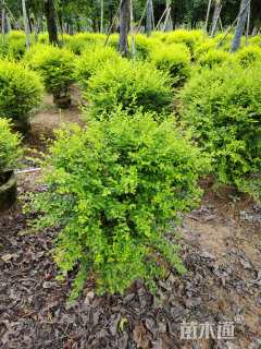 高度60厘米金叶女贞