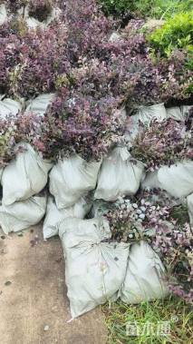 高度35厘米红花继木