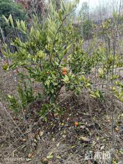 高度120厘米柑橘