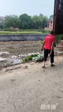 0.8公分金丝楠木