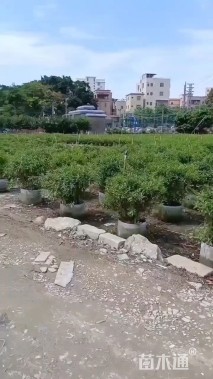 高度40厘米毛鹃