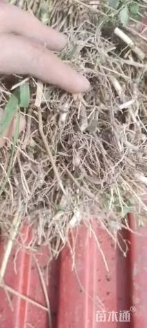 高度40厘米芦苇
