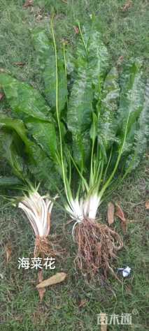 高度30厘米海菜花