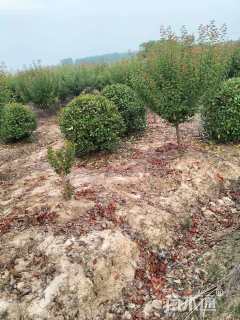 冠幅200厘米红叶石楠球