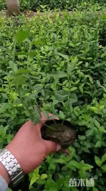 50厘米小叶扶芳藤