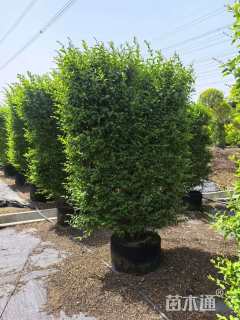 高度150厘米小叶女贞柱