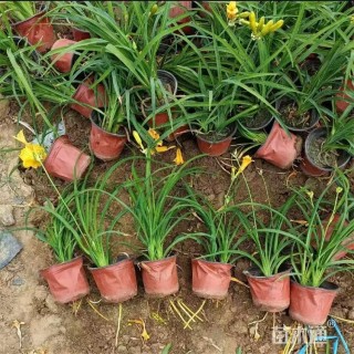 高度30厘米金娃娃萱草