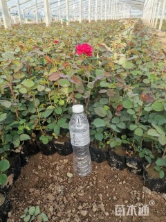 高度20厘米红帽月季