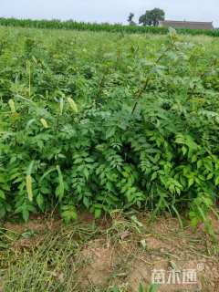 高度50厘米花椒