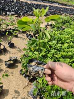 高度20厘米双荚槐