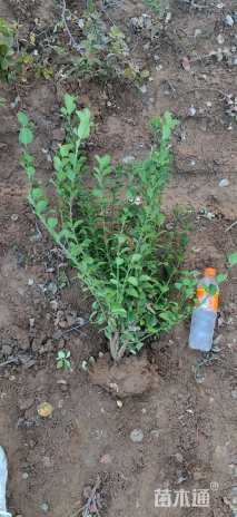 高度80厘米卫矛