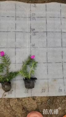 高度10厘米太阳花