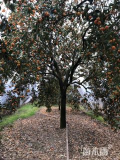 30公分柚子树