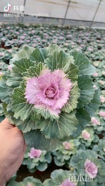 高度20厘米羽衣甘蓝