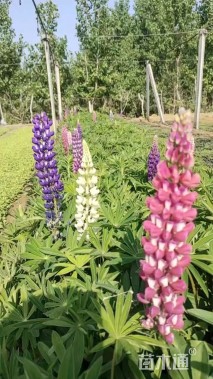 高度30厘米羽扇豆