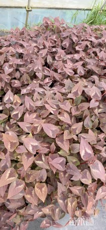 高度20厘米赤胫散