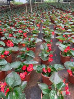 高度20厘米海棠