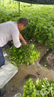 高度50厘米海桐