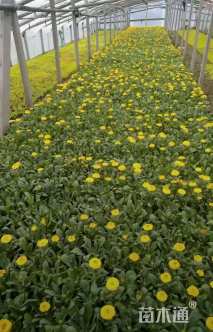 高度30厘米金盏菊