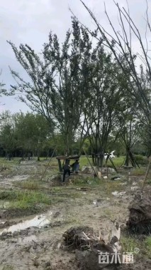 12公分(5杆)丛生朴树