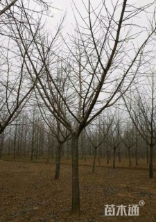 20公分嫁接银杏