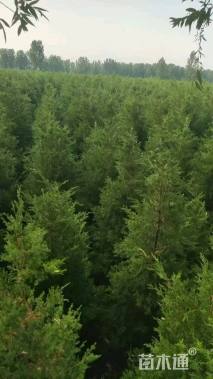 高度150厘米蜀桧