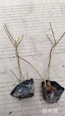 高度35厘米金钟花