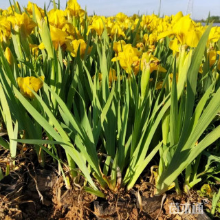 高度50厘米黄花鸢尾