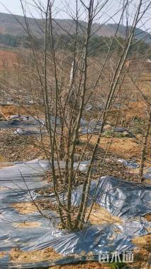 1公分(5杆)丛生朴树