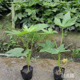 高度50厘米八角金盘