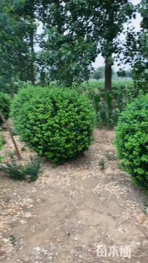 冠幅120厘米卫矛球