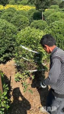 冠幅180厘米海桐球