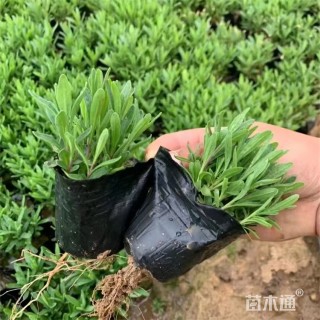 高度10厘米薰衣草