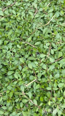 高度5厘米姬岩垂草