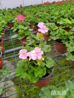 高度35厘米天竺葵