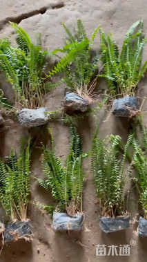 高度25厘米肾蕨