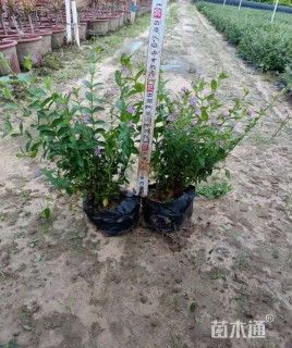 高度20厘米满天星