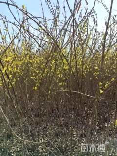 高度90厘米连翘