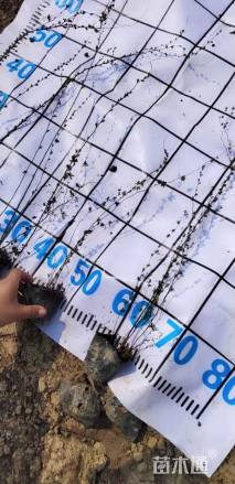 高度70厘米喷雪花