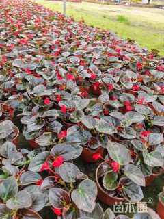 高度25厘米比格海棠