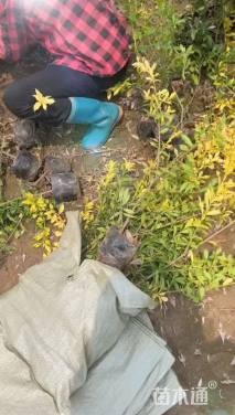 高度40厘米黄金枸骨