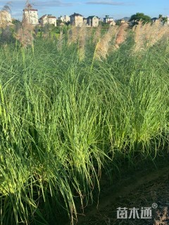 高度100厘米蒲苇