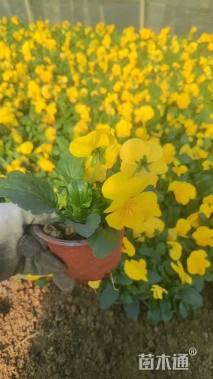 高度8厘米三色堇